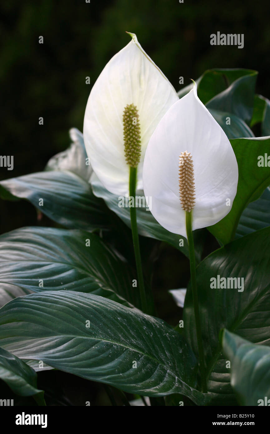 Spathiphyllum Peace Lily wallisii white detail of flowers plants close up closeup nobody display vertical blurred blurry background in USA hi-res Stock Photo