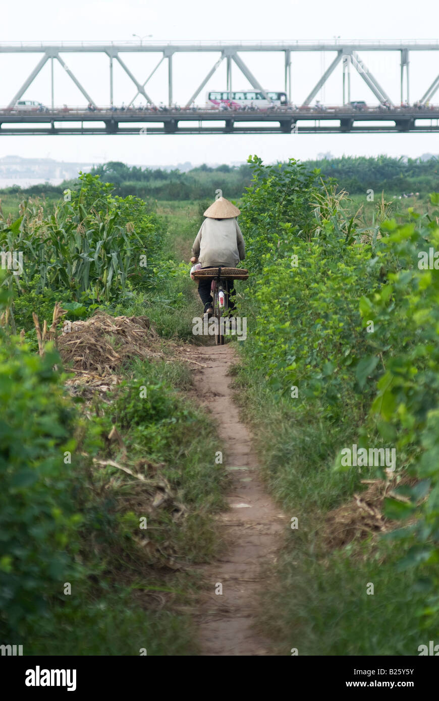 Vietnamese farmer riding her bicycle on a path across the fields Stock Photo