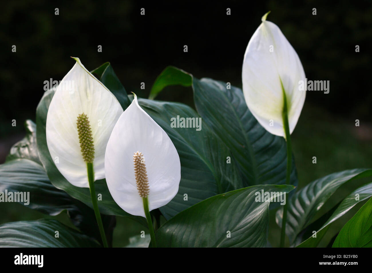 White Peace lily Spathiphyllum flowers plants houseplants close up closeup  nobody display in USA Stock Photo