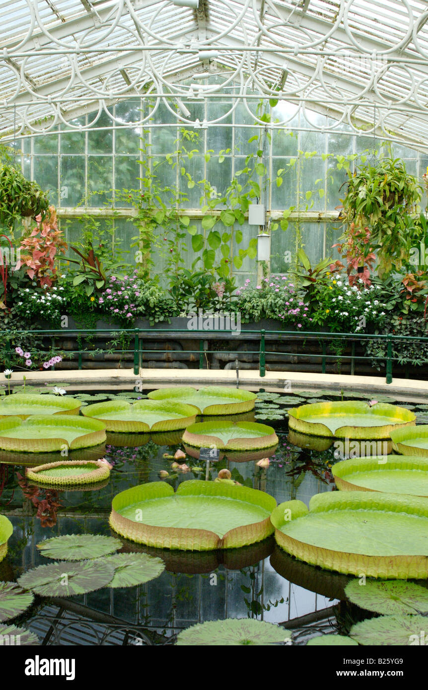 Kew gardens water lily house hires stock photography and images Alamy