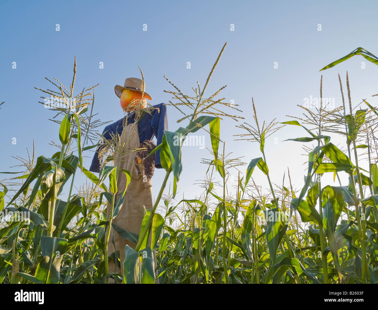Halloween scarecrow in a corn field at Summerset Farm Santa Ynez Valley