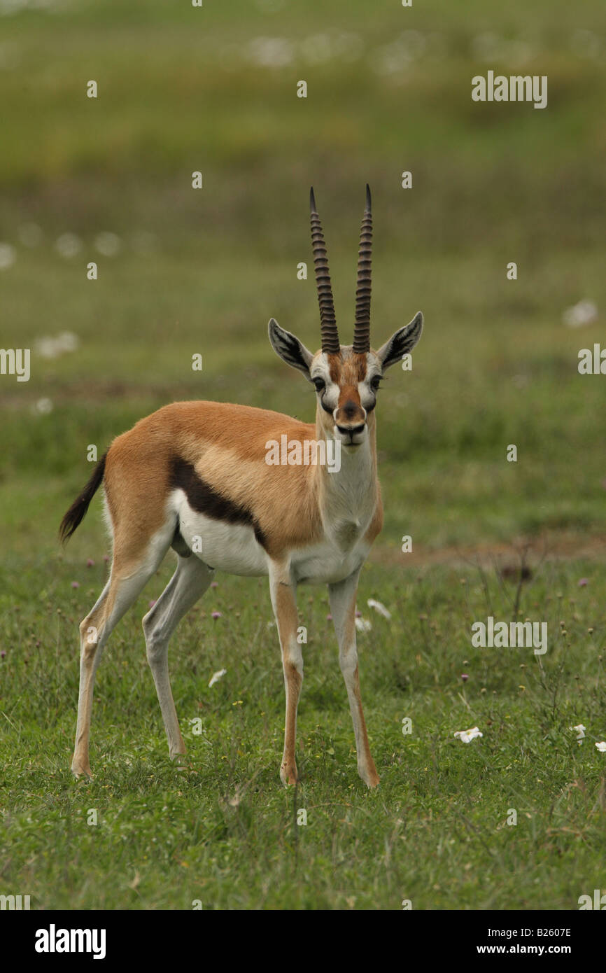 Thompson gazelle hires stock photography and images Alamy
