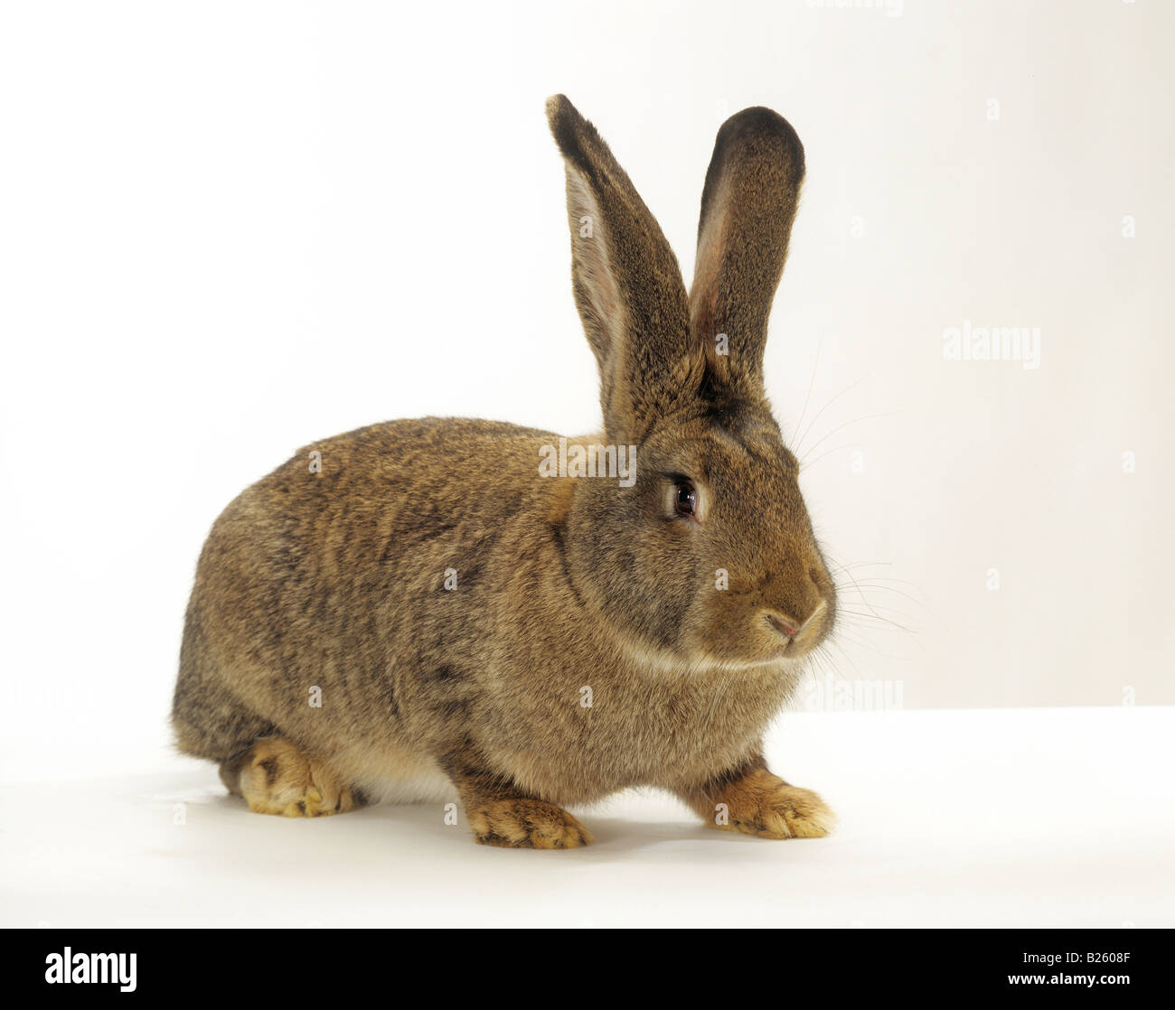 Domestic rabbit brown bunny Cut Out Stock Images & Pictures - Alamy