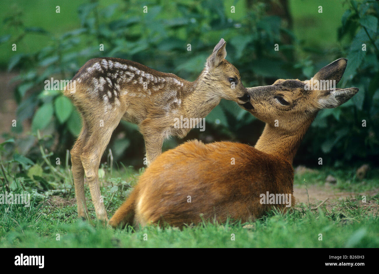 roe deer with fawn / capreolus capreolus Stock Photo - Alamy