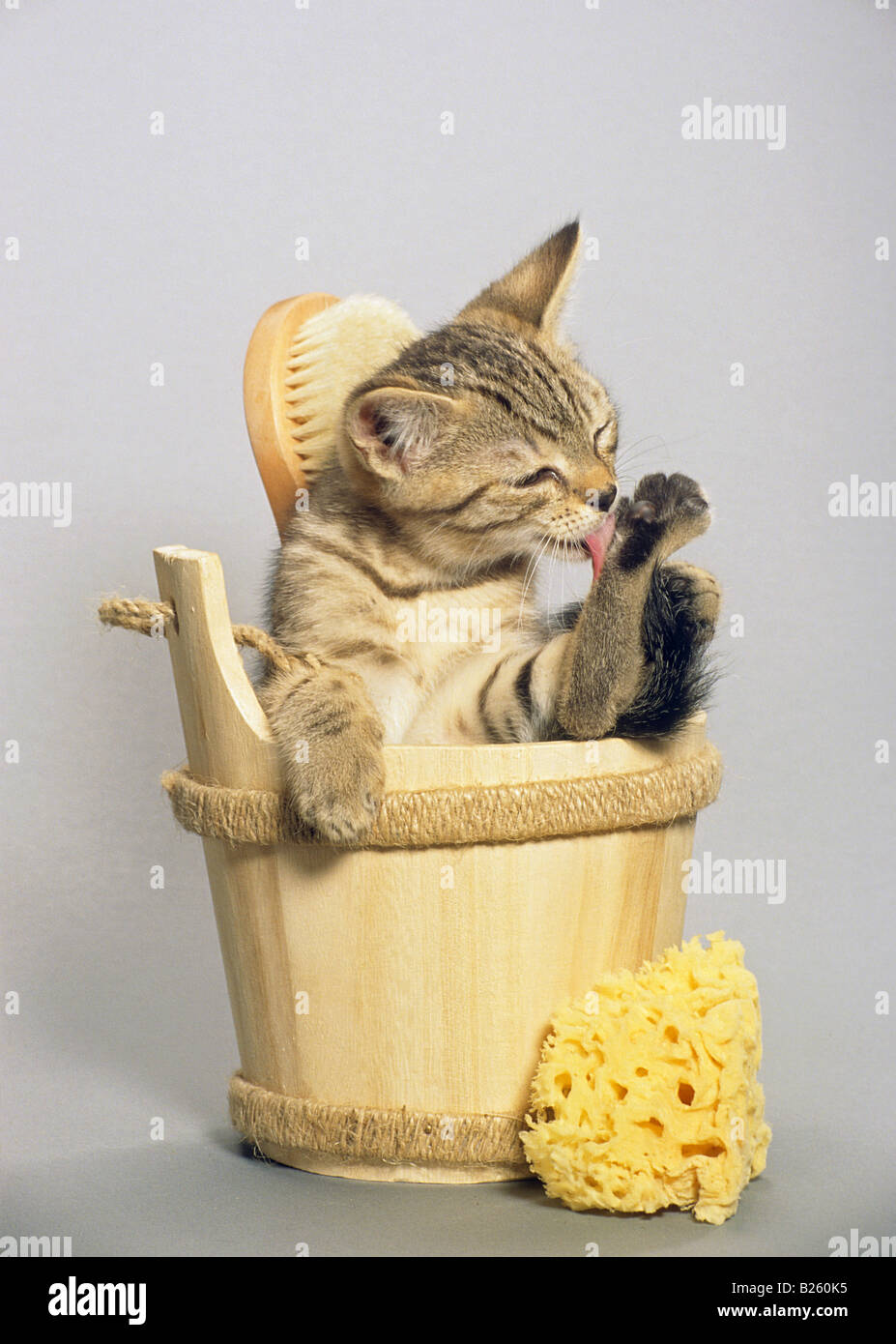 kitten in washing tub Stock Photo