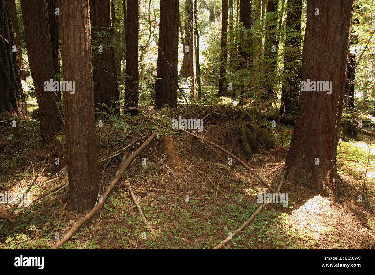 Redwood tree 'fairy ring' in Armstrong Redwood Grove, Guerneville, CA. Stock Photo