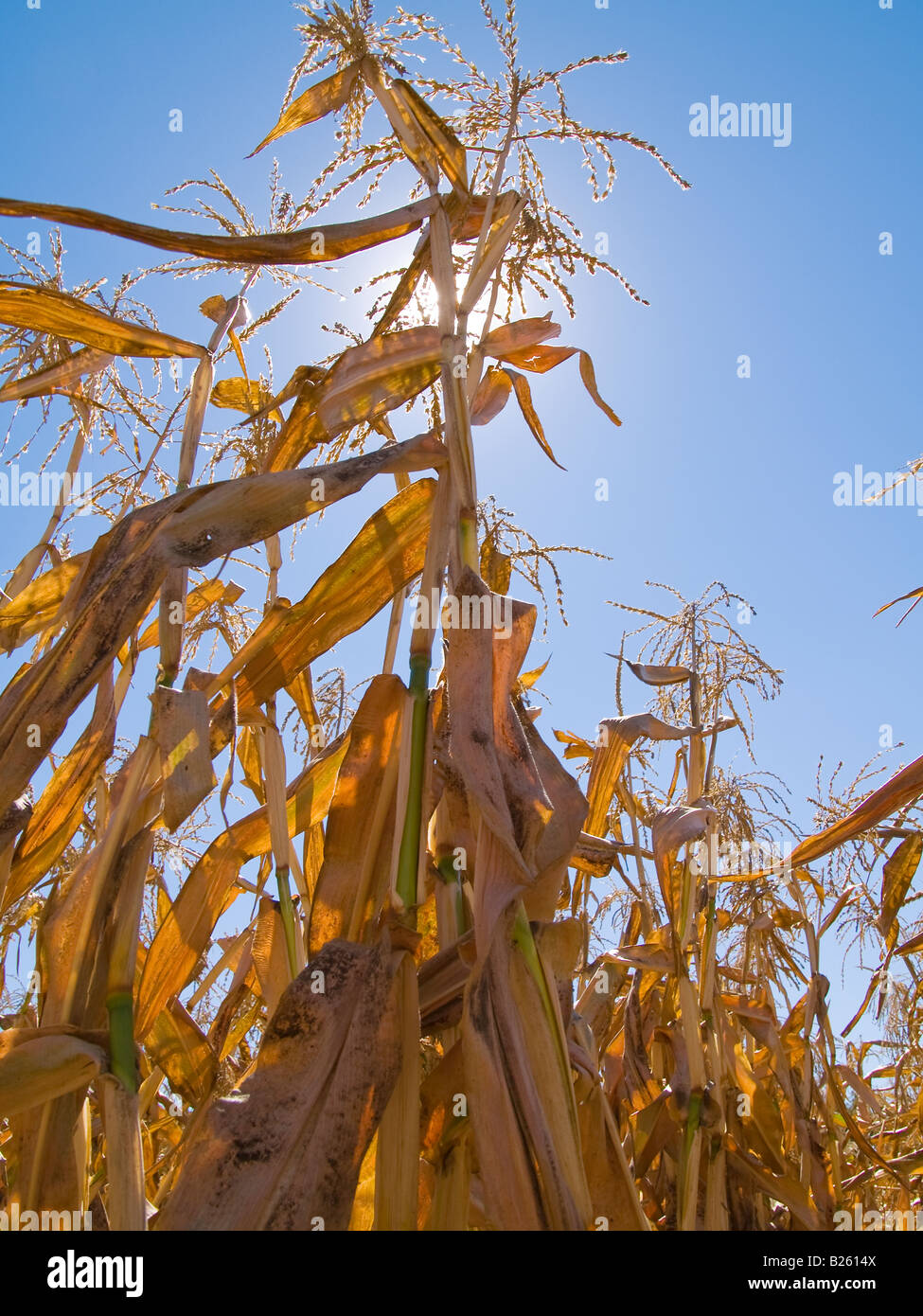 dried corn stalks at Summerset Farm near Los Olivos Santa Ynez Valley California Stock Photo