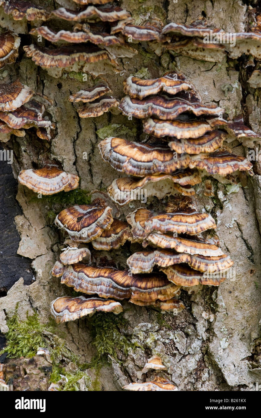Bracket Fungi Manyzoned Polypore Stock Photo 18572734 Alamy