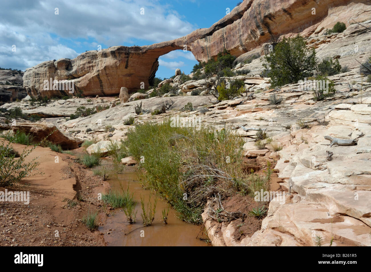 Owachomo Bridge Natural Bridges National Monument UT 050929 2845 Stock