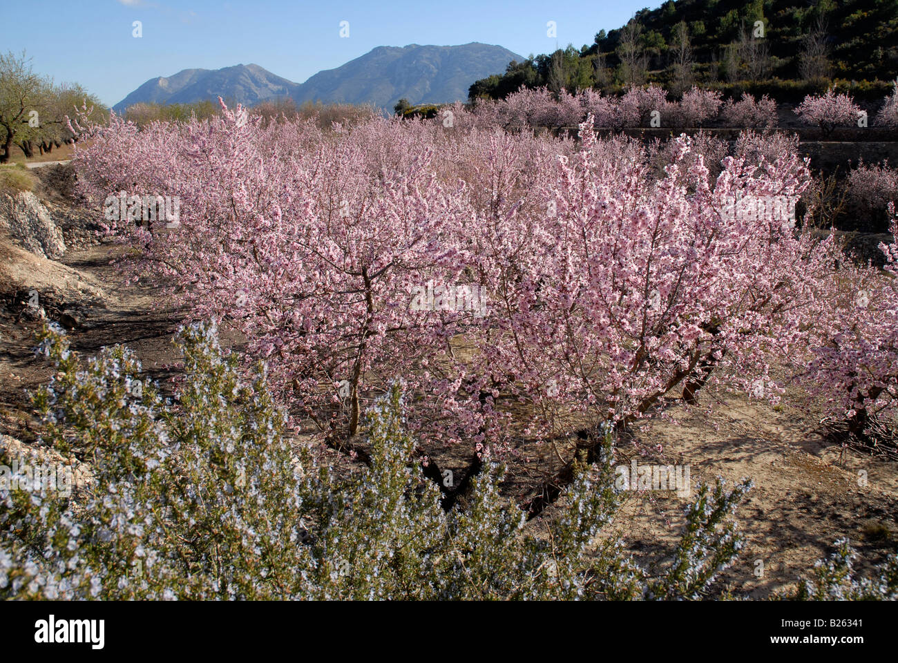 Almond tree blossom terrace hires stock photography and images Alamy