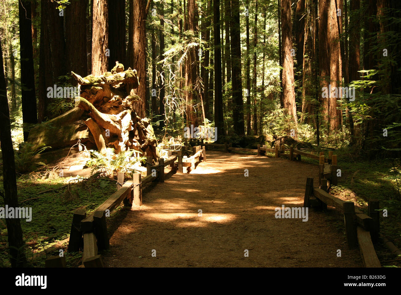 Trail at Armstrong Redwood Grove, Guerneville, CA Stock Photo Alamy