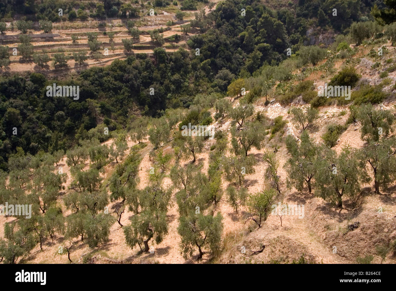 An olive grove in the rural Gargano area of Apulia, Italy Stock Photo ...