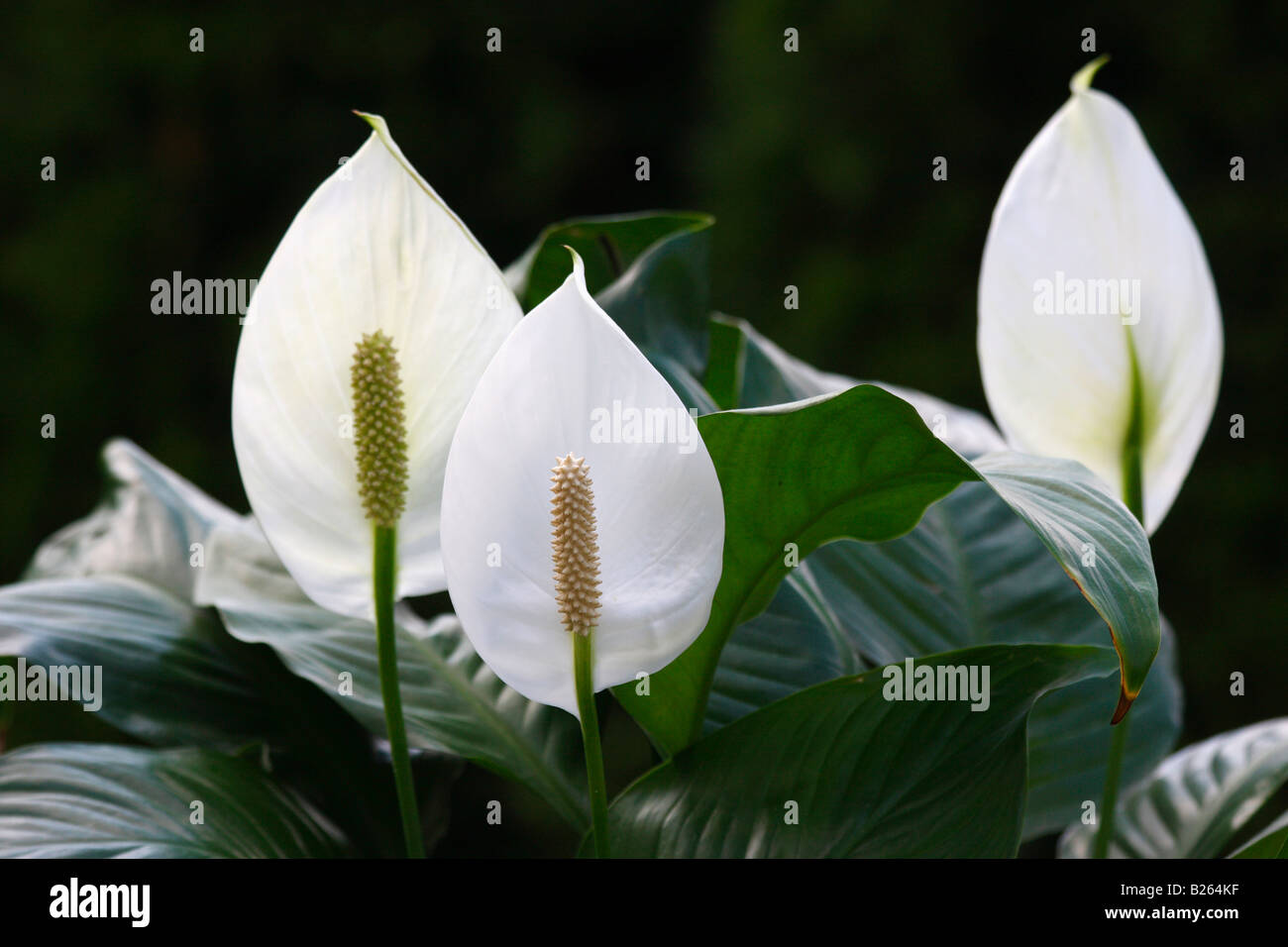 Spathiphyllum Peace Lily wallisii white detail of flowers plants close up closeup nobody display blurred blurry background in USA hi-res Stock Photo