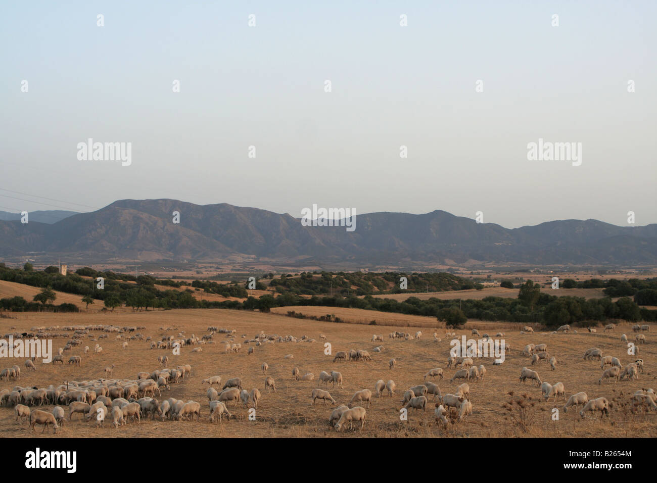 Sheep in fields near Domusnovas in the Campidano region of south west Sardinia, Italy. Stock Photo