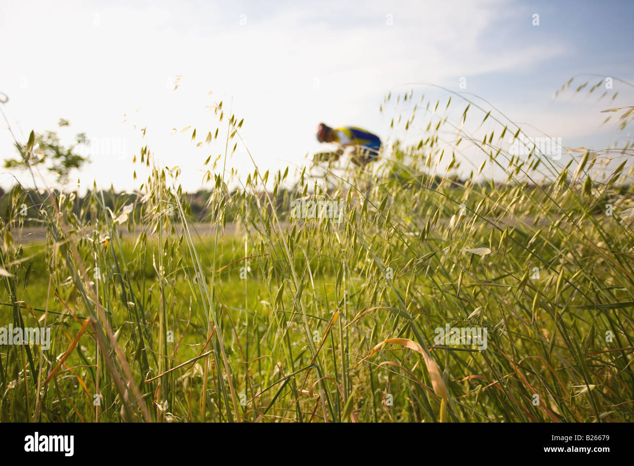 Cyclist riding bicycle seen through oat field Stock Photo