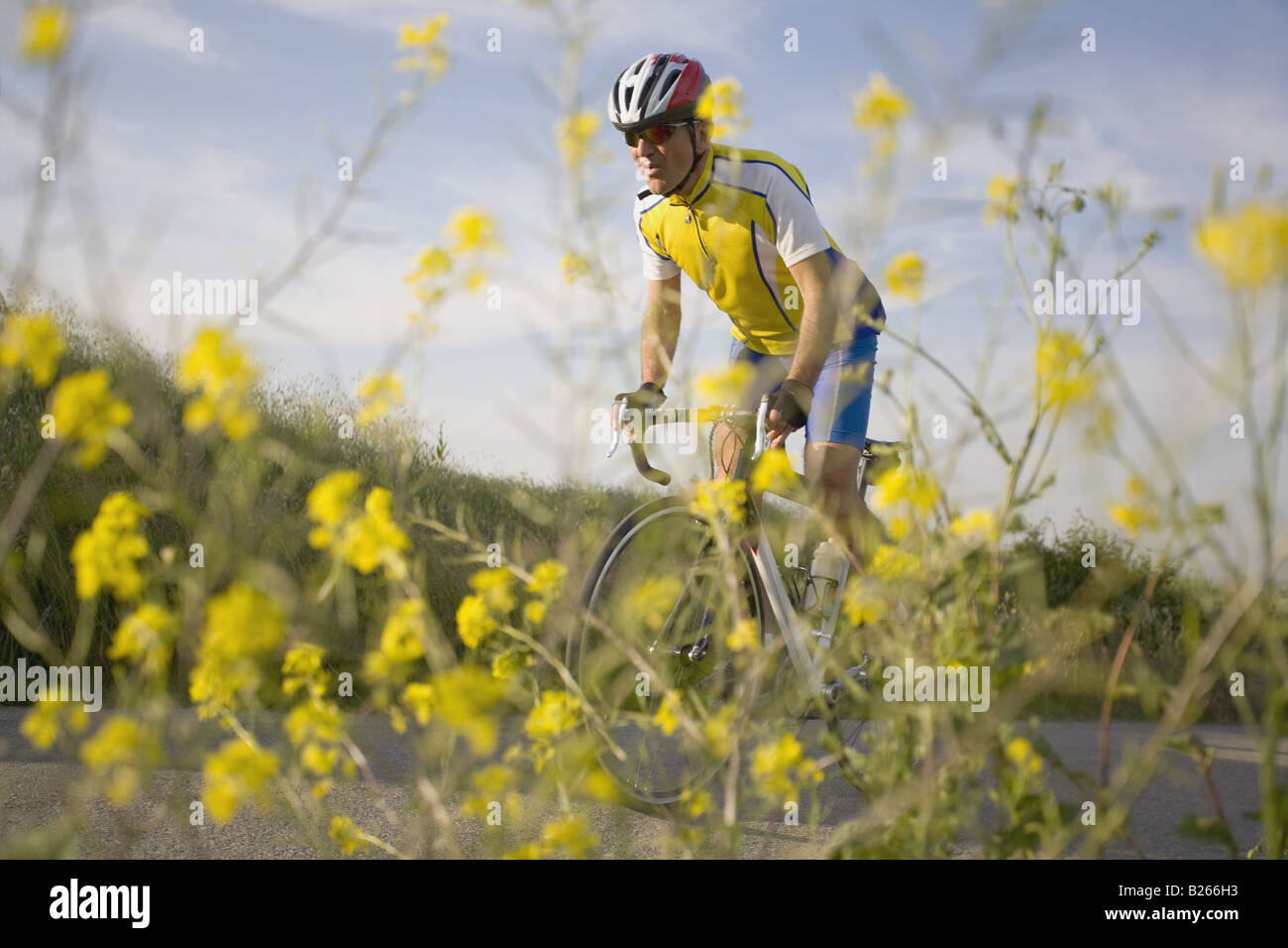 Side view of a man cycling and yellow flowers in foreground Stock Photo