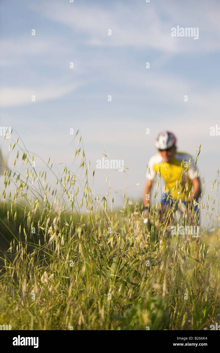 Cyclist with oat field in foreground Stock Photo