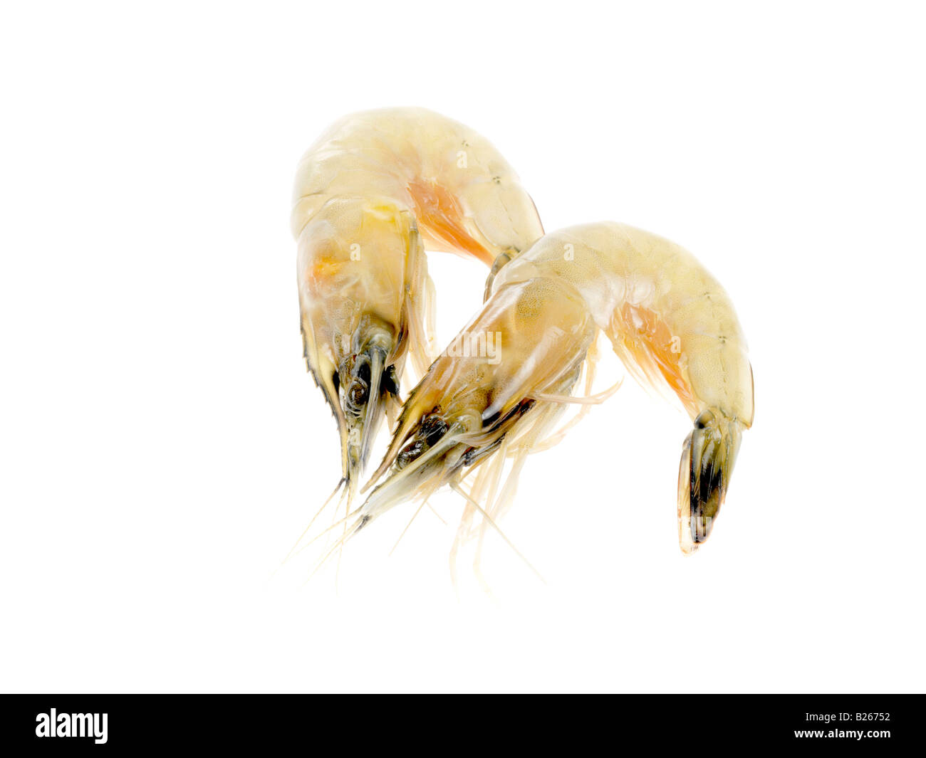 Raw Tiger prawn shrimp isolated on white background Stock Photo