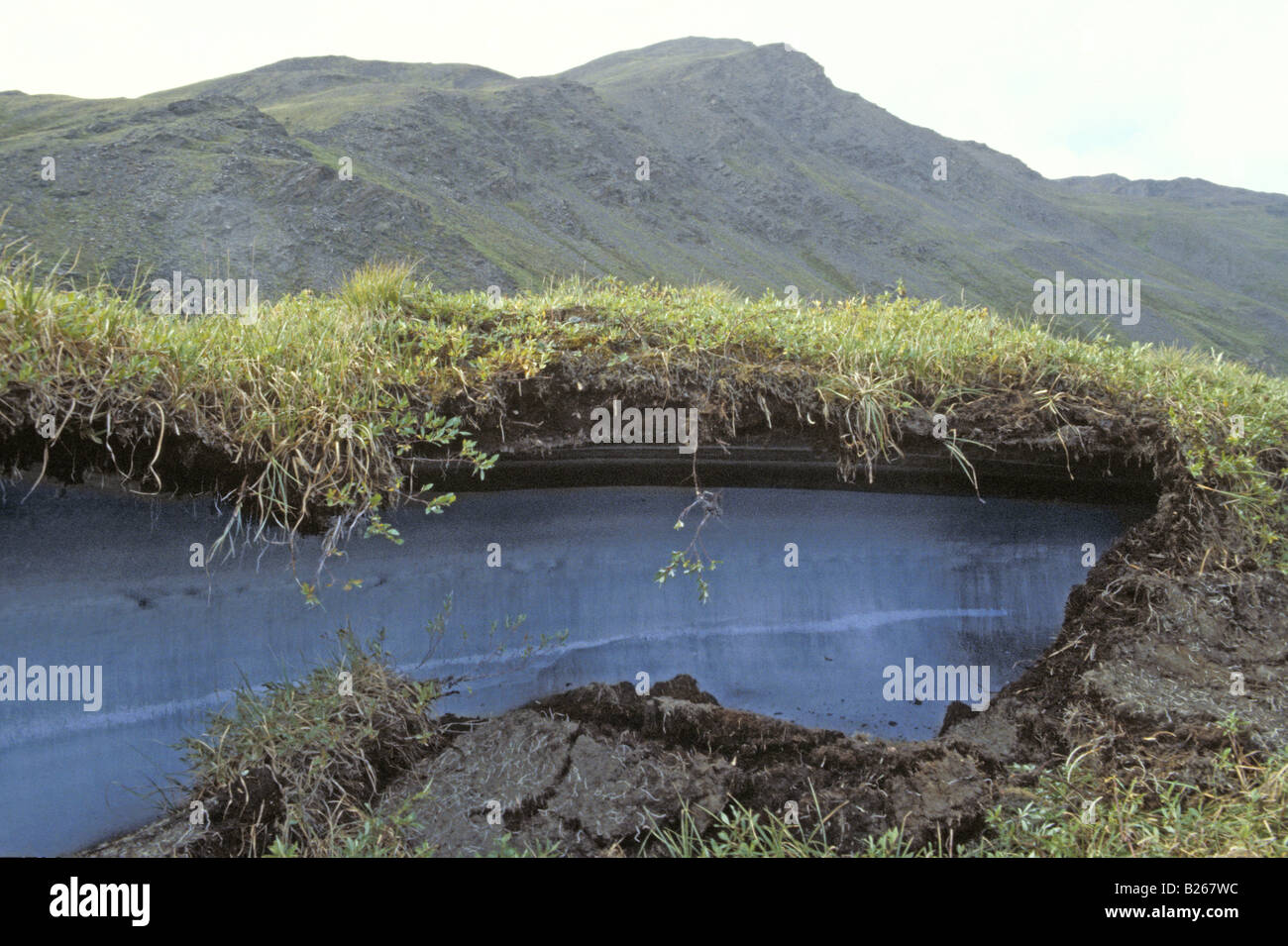 Permafrost covered by soil and vegetation Stock Photo