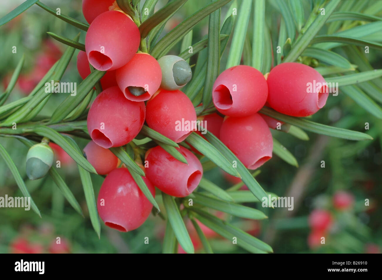 Yew-tree berries Stock Photo