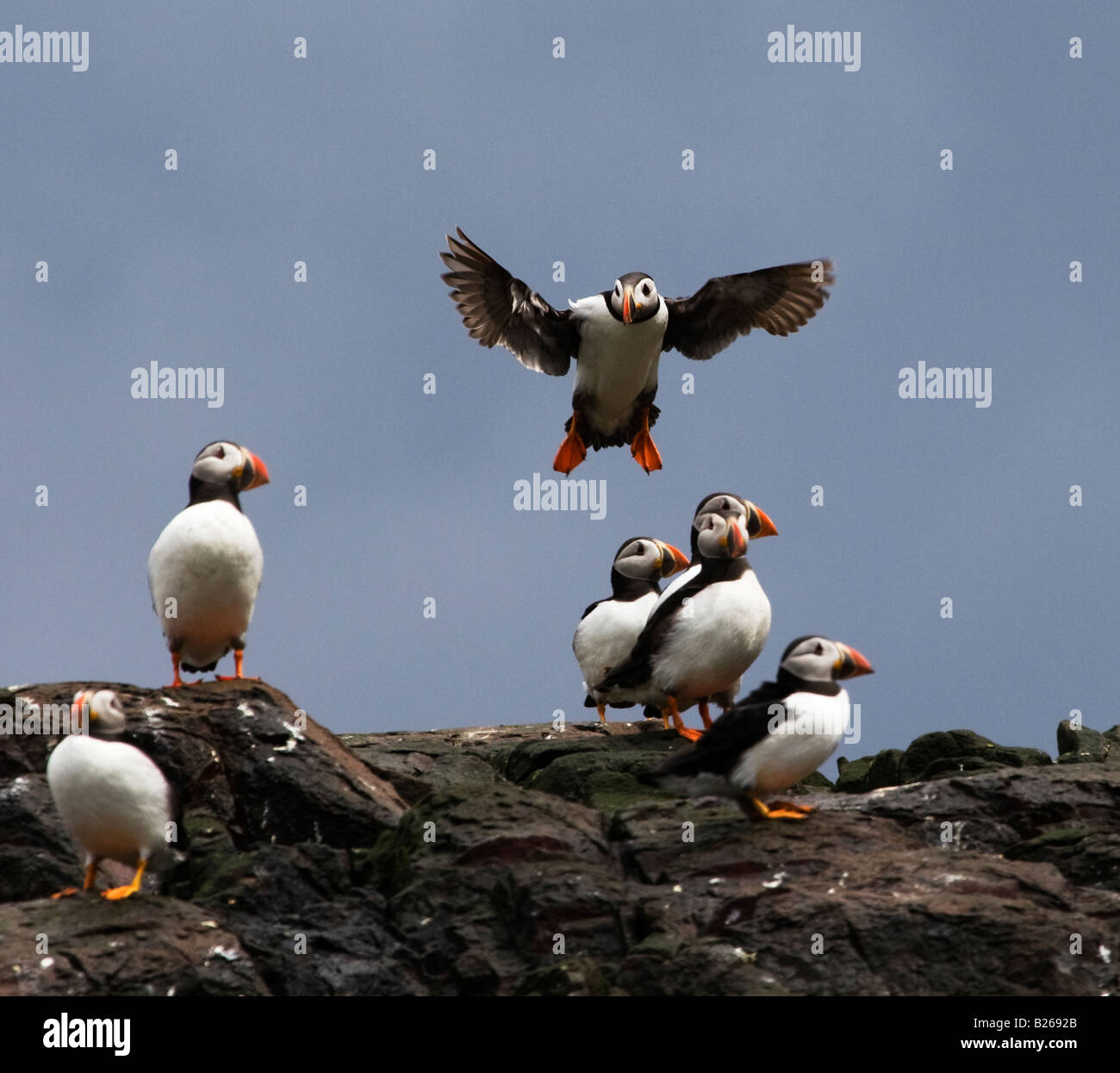 Puffin parrots sitting on rocks Stock Photo