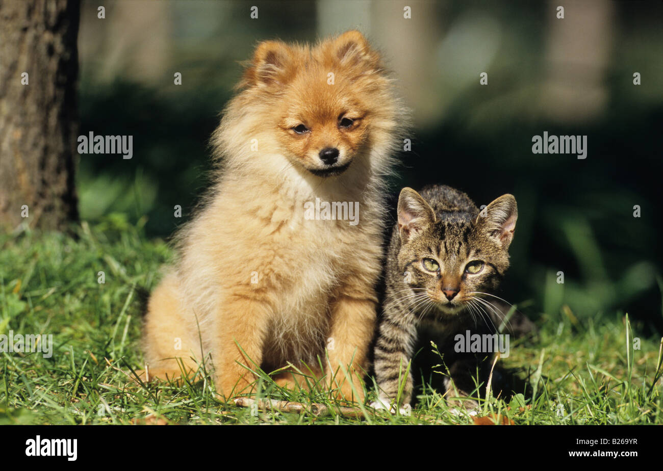 Pomerian (Canis lupus familiaris) and Domestic Cat (Felis catus, Felis silvestris) sitting on grass in a garden Stock Photo