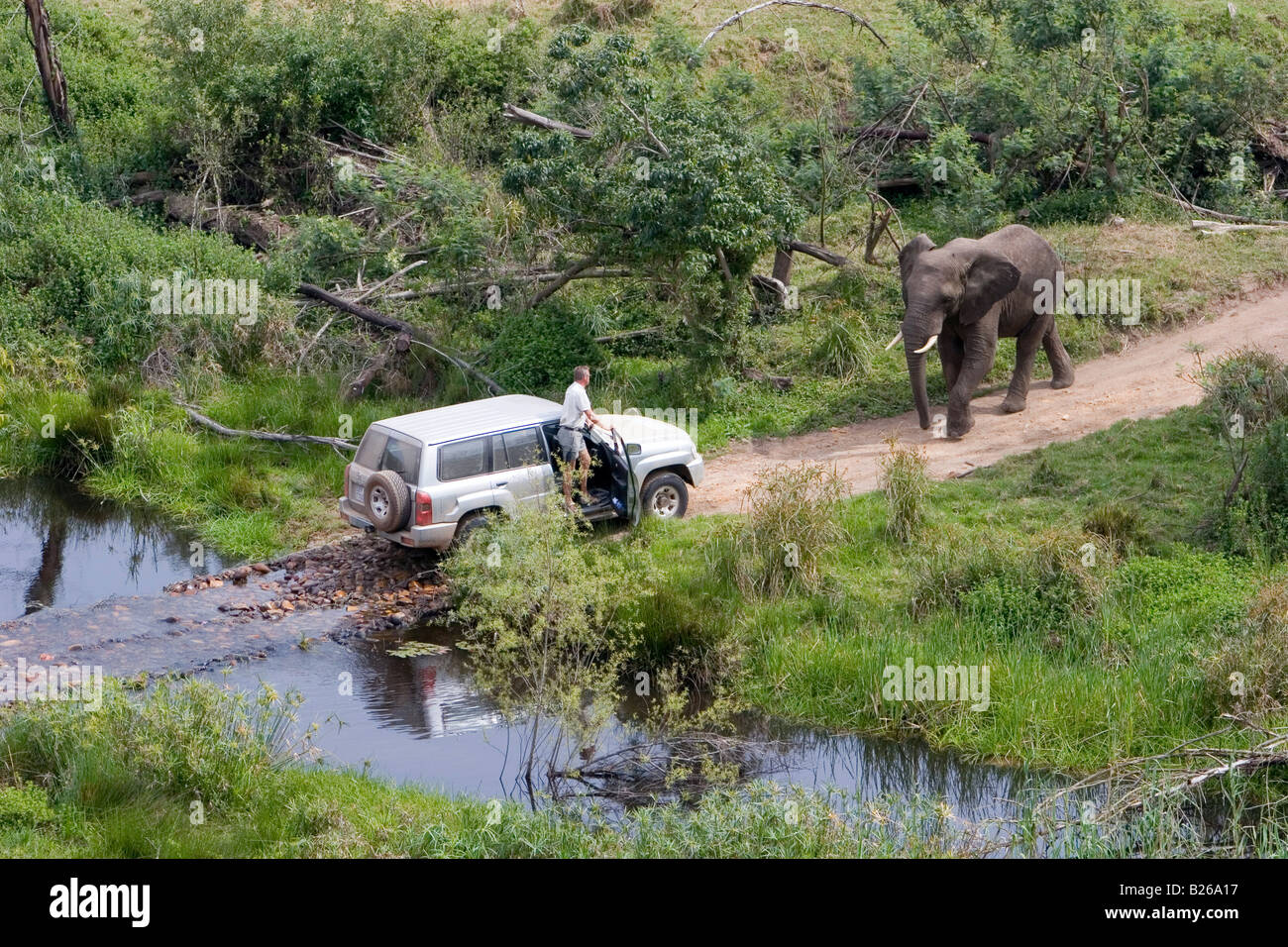 Safari through the jungle, Jeep with two elephants, an Elephant blocking the road, South Africa, Africa, mr Stock Photo