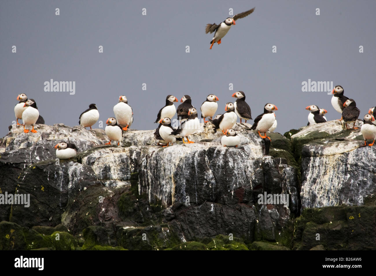 Group of Puffins sitting on rocks Stock Photo