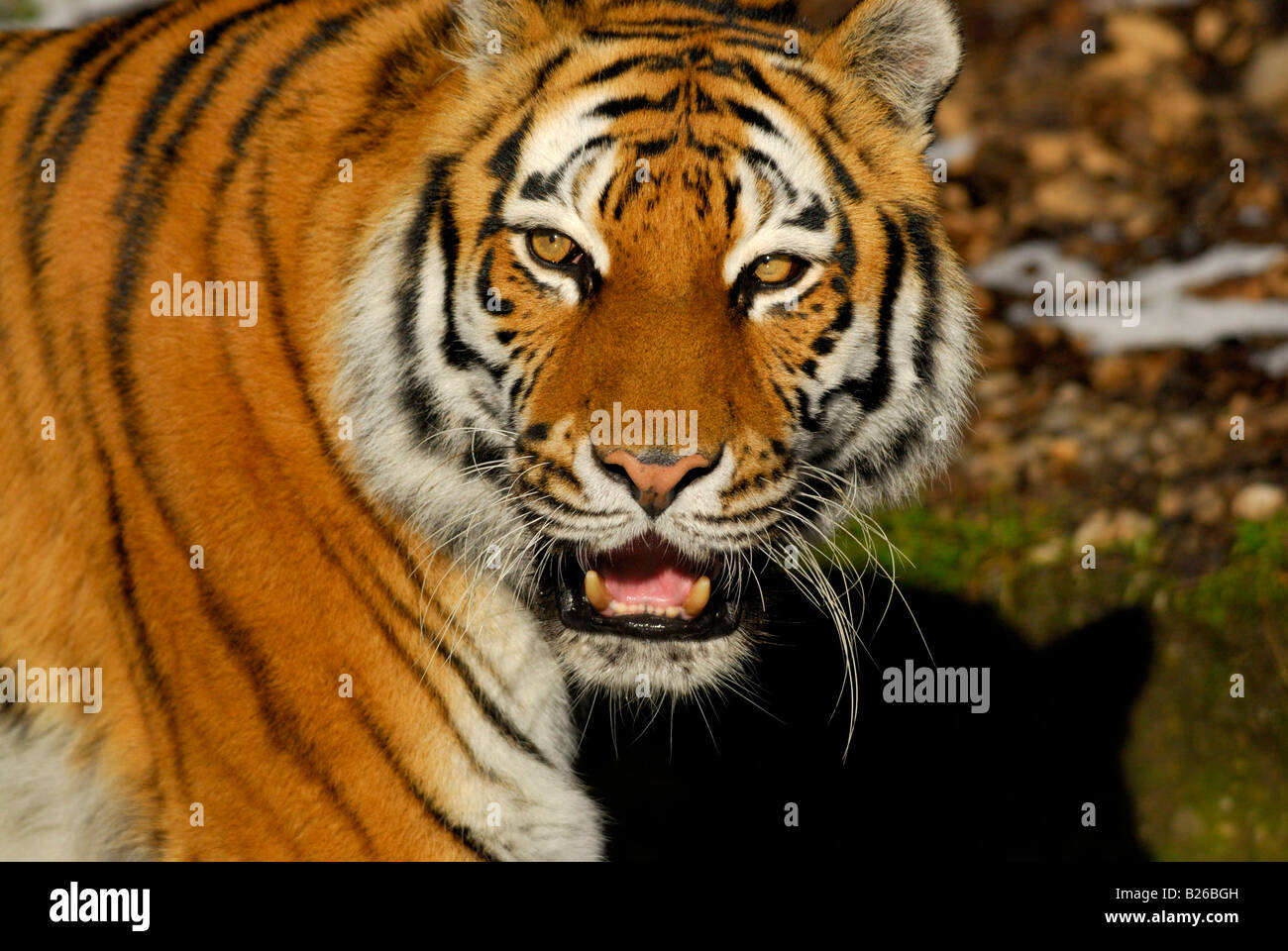 Siberian tiger baring its teeth, Panthera tigris altaica Stock Photo