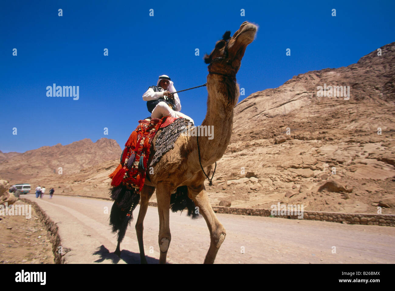Bedouin with dromedary camel, Sinai, Egypt, Africa Stock Photo