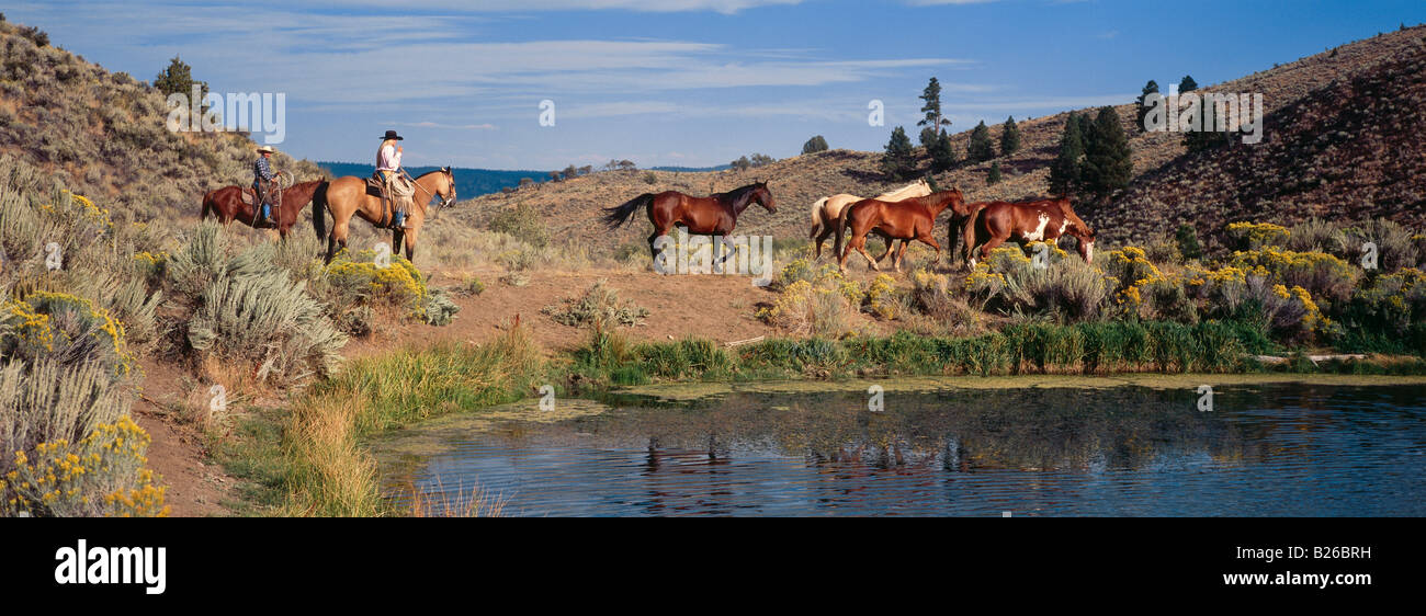 Cowboys on horseback in the Wild West, Oregon, USA Stock Photo