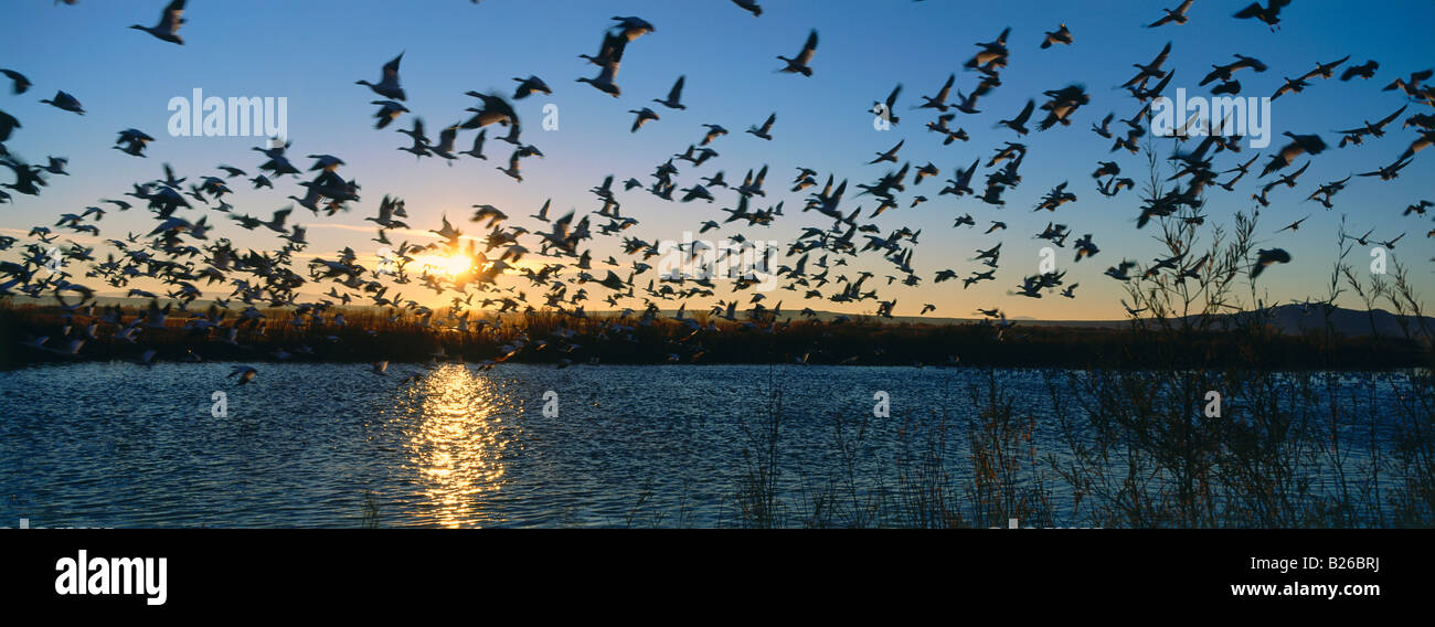 Snow geese at their winter quarters in Bosque del Apache at dawn, New Mexico, USA Stock Photo