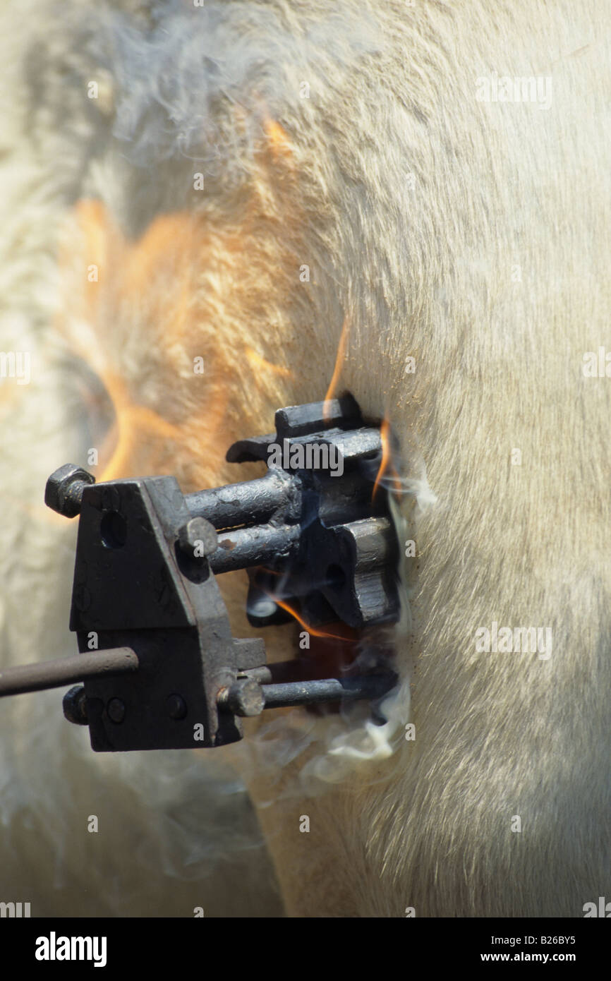 Domestic Horse Horse (Equus caballus), being branded with a branding iron Stock Photo