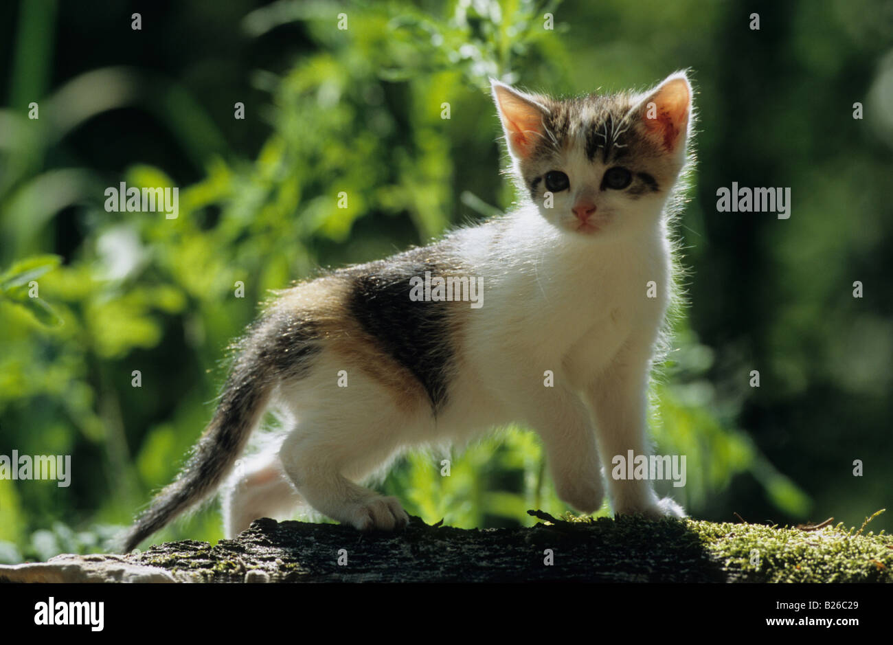 Domestic Cat (Felis catus, Felis silvestris), kitten walking on a log in garden Stock Photo