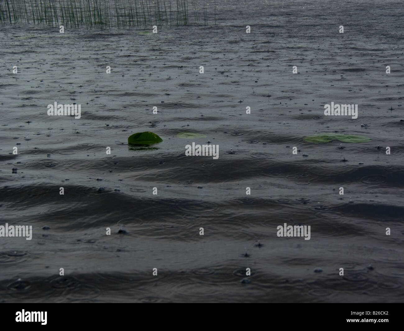 Raindrops bouncing off lake surface Stock Photo