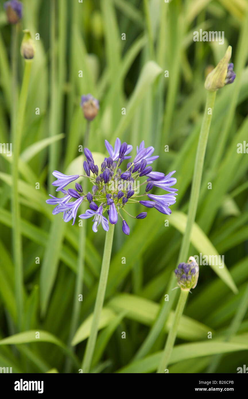 Molly flowers hires stock photography and images Alamy