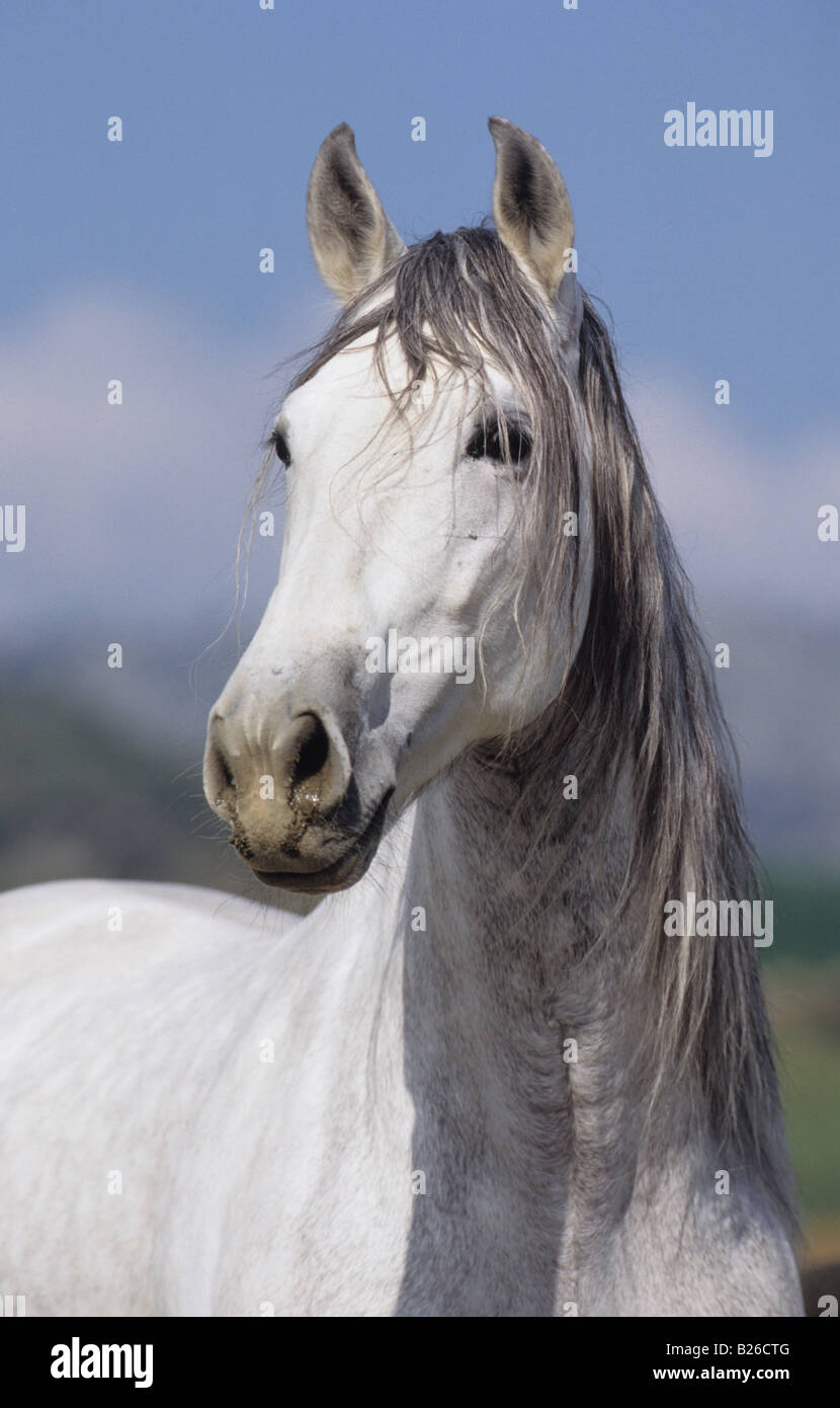 Andalusian Horse (Equus caballus), portrait of stallion Stock Photo