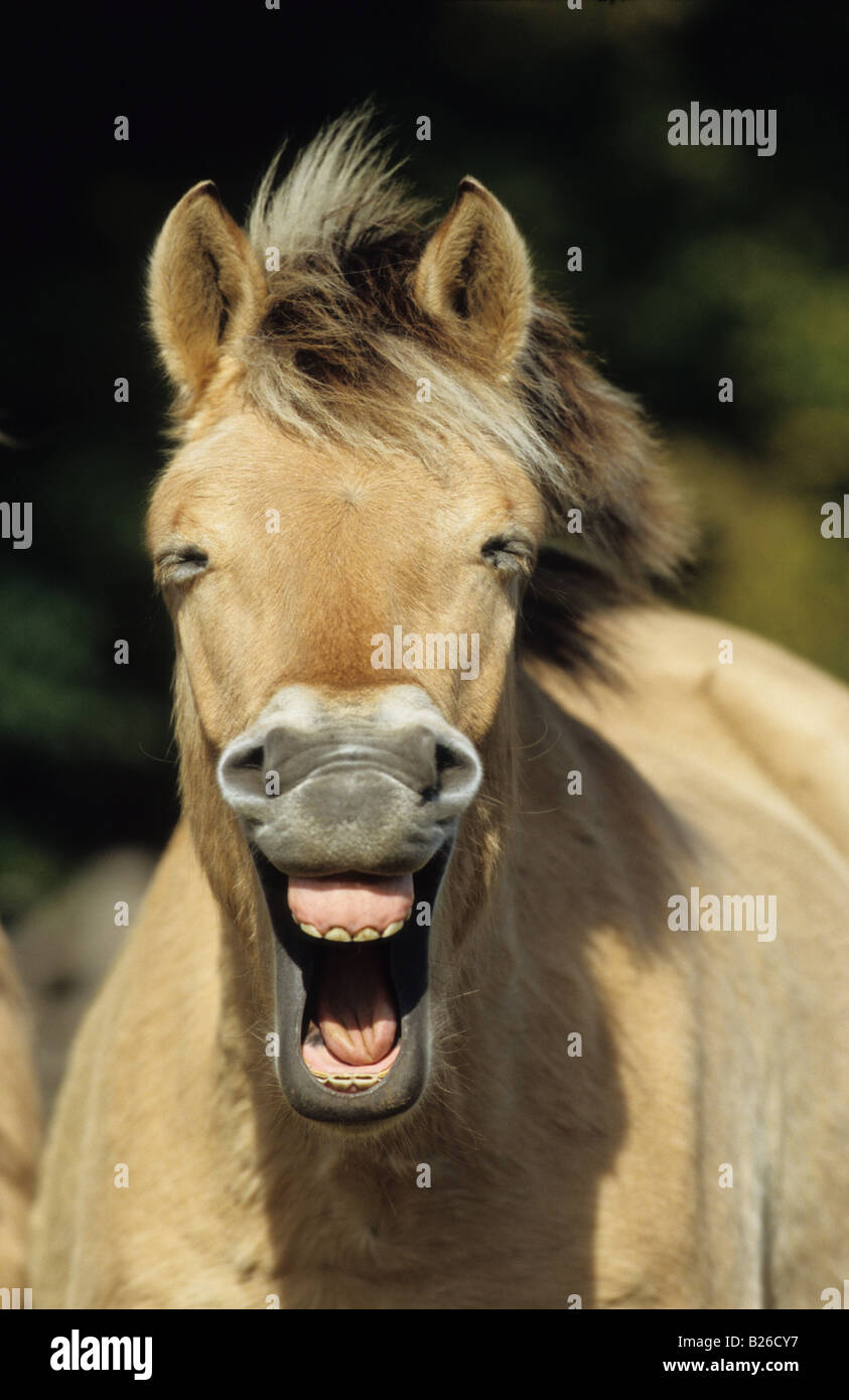 Fjord Horse (Equus caballus), portrait of yawning young stallion Stock Photo
