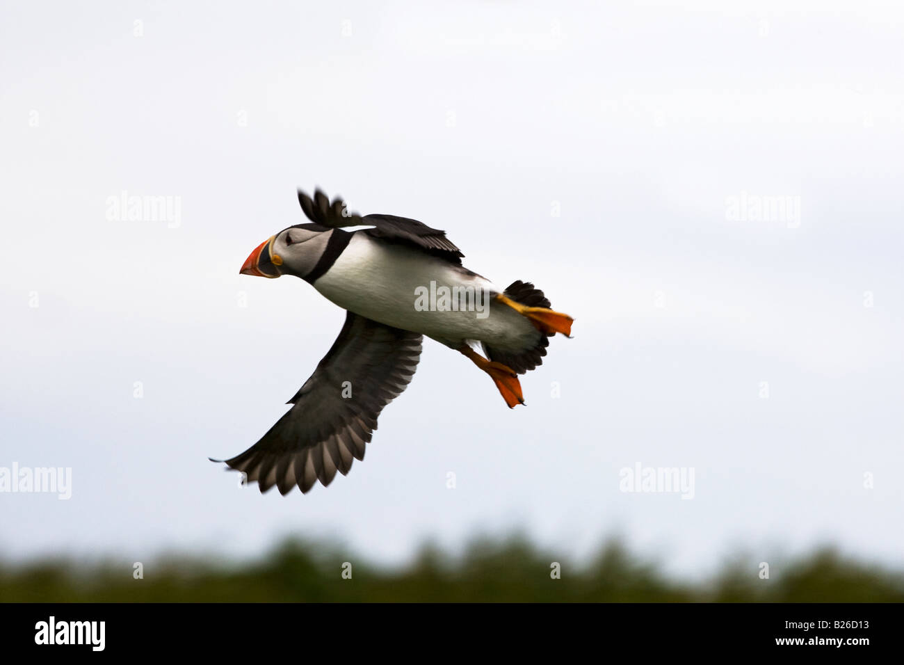 Puffin flying  in sky. Stock Photo