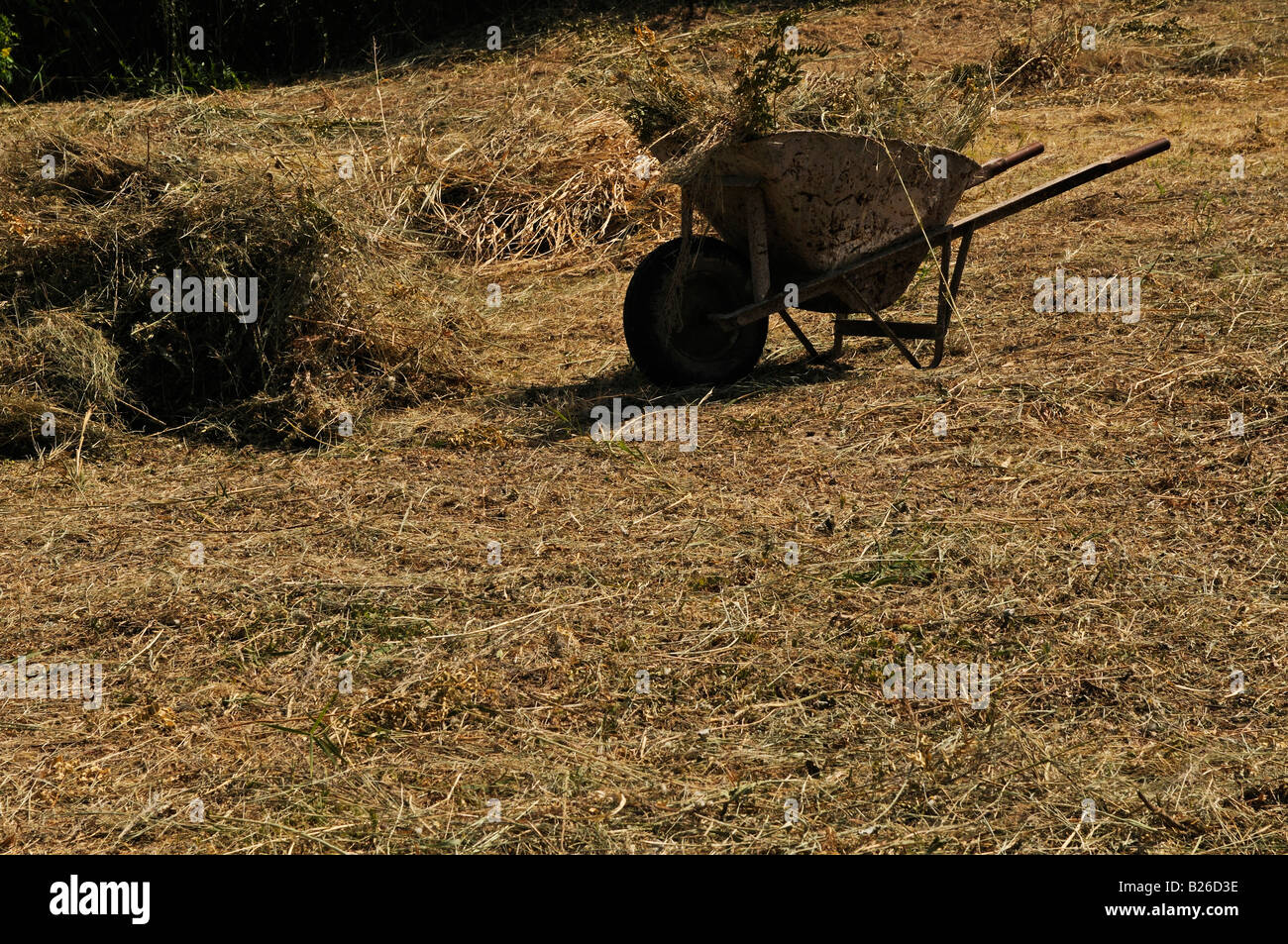 Dry grass Stock Photo