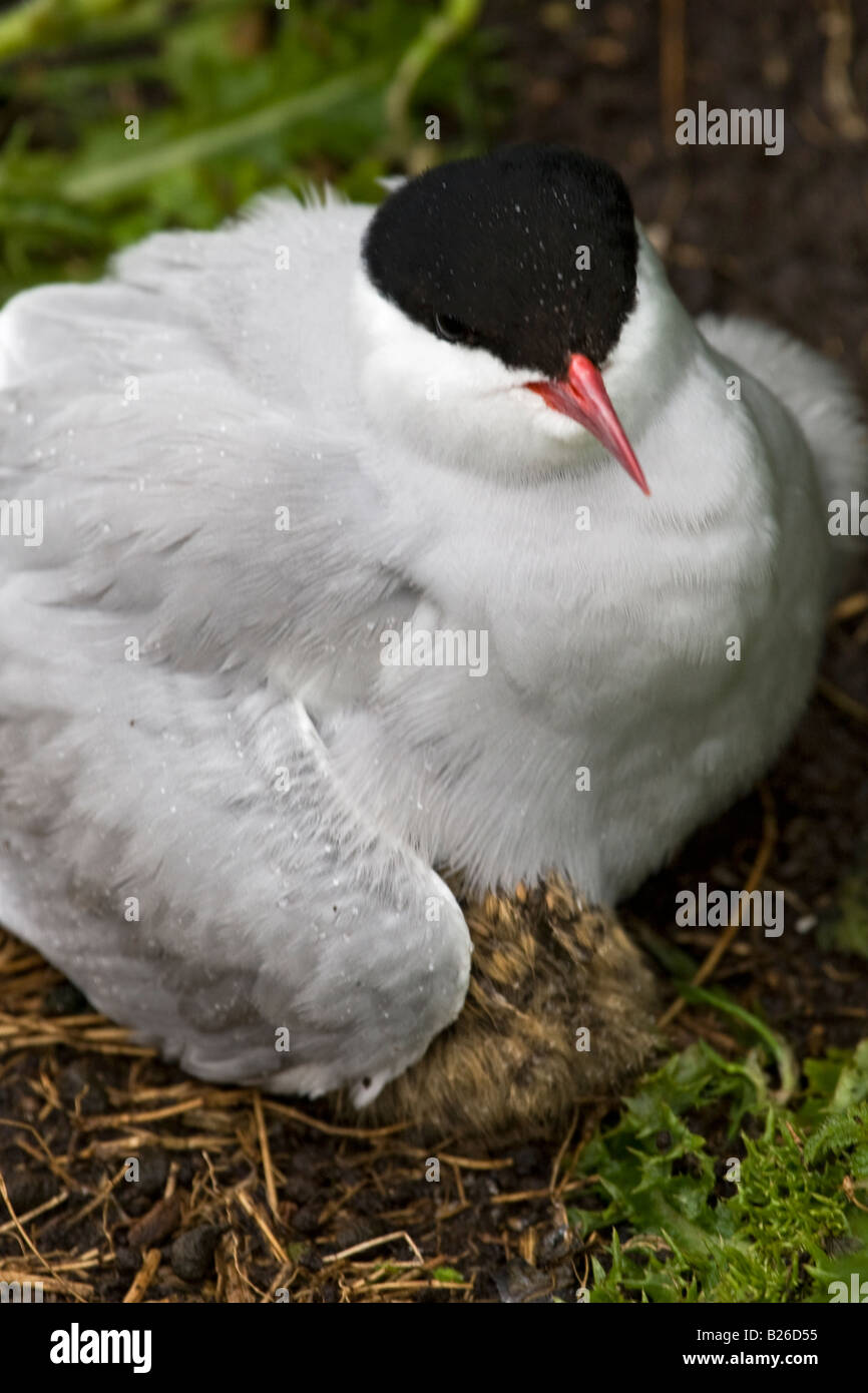 Arctic Tern sitting in its nest at Northumberland,England. Stock Photo