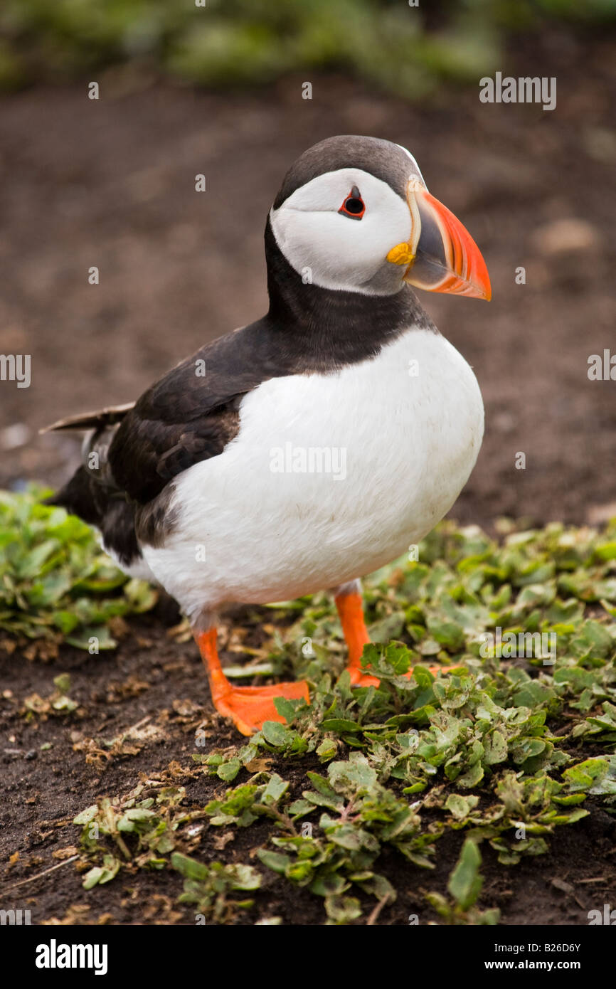 Sea parrot Puffin in Farne Islands,Northumberland England. Stock Photo