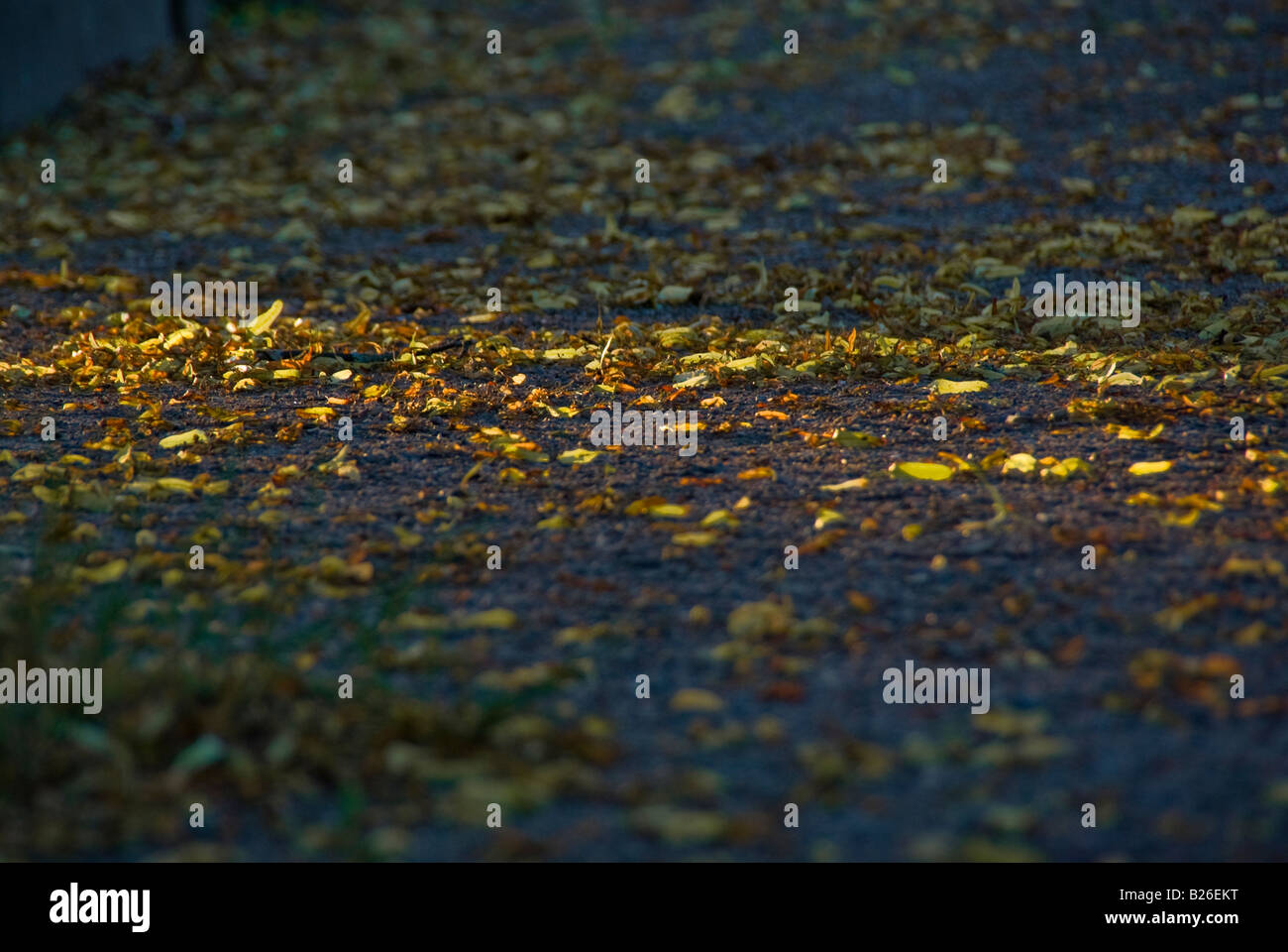 Withered autumn leaves on blue asphalt lit by rays of evening light Stock Photo