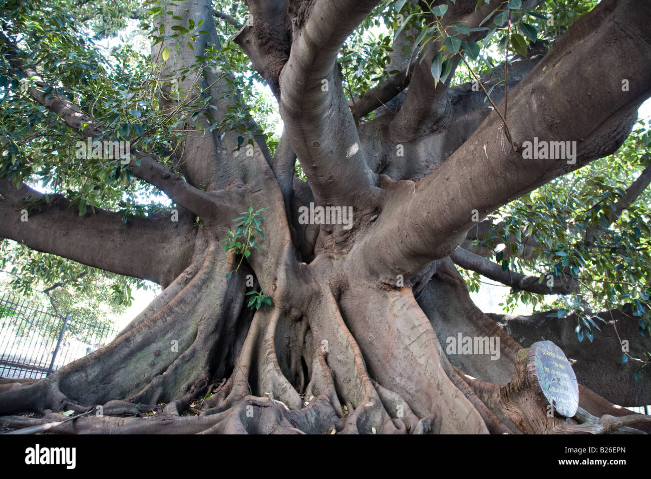 Outside La Biela Cafe stands this rubber tree that is more than a hundret years old, Recoleta Buenos Aires, Argentina Stock Photo
