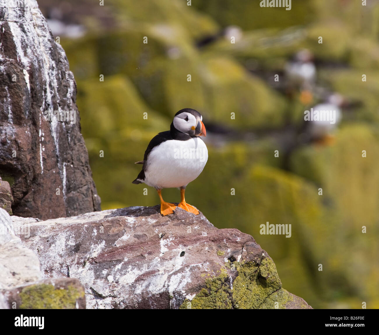 Puffin sitting on rocky cliff Stock Photo