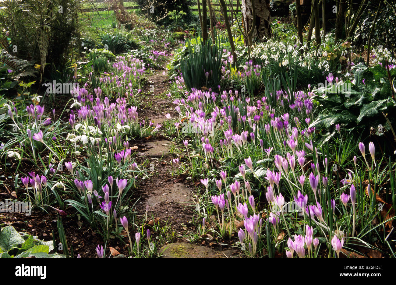 Spring bulbs growing in border beside path in shady borders Crocus