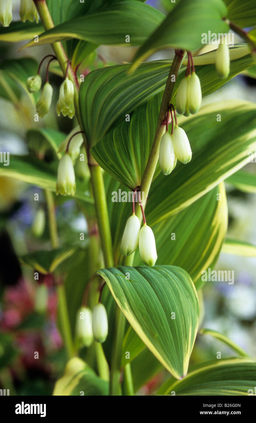 marble variegata Epipremnum Marble Variegata  Plant Studio