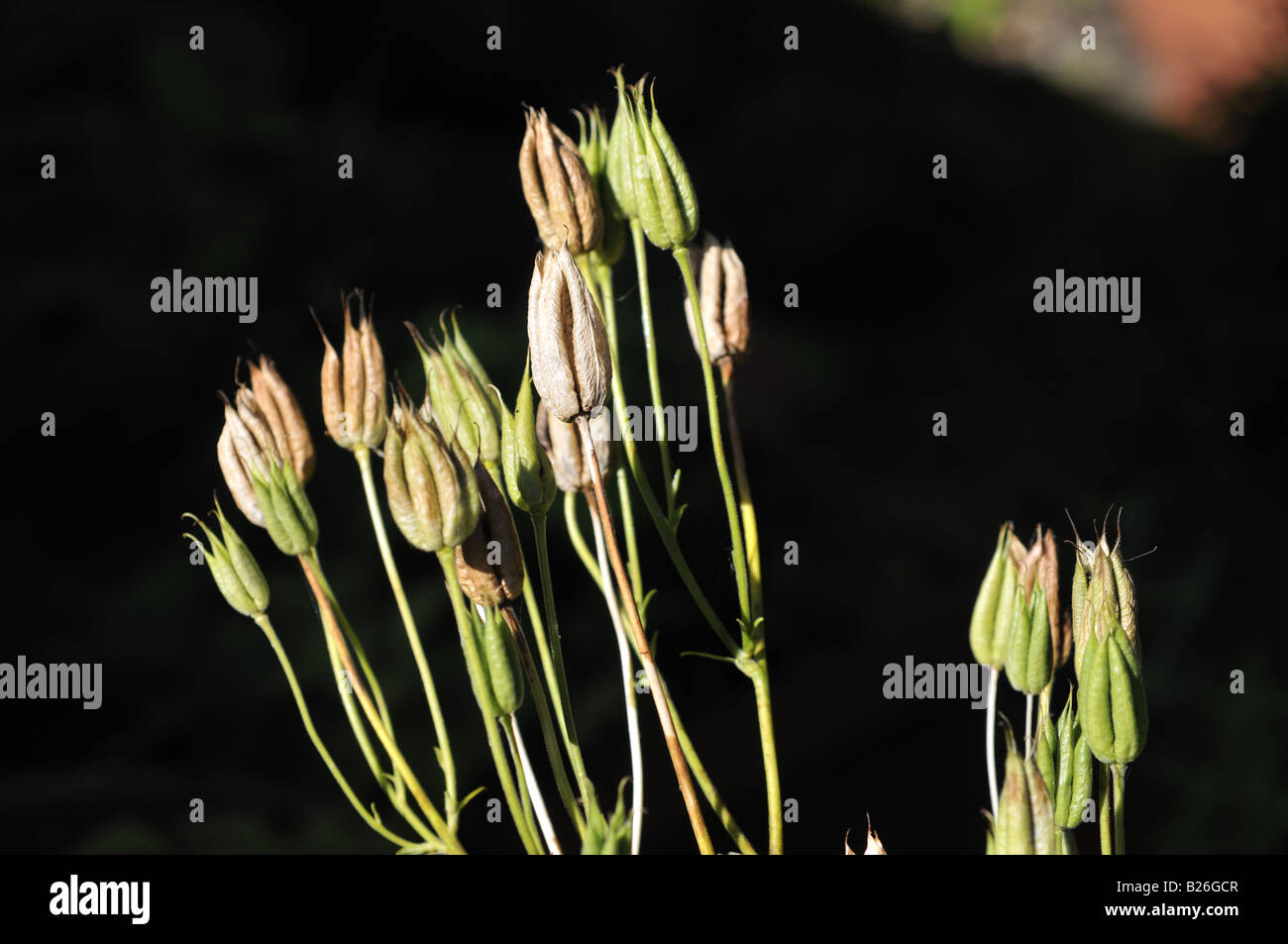 Aquilegia vulgaris Columbine seed pods Stock Photo - Alamy