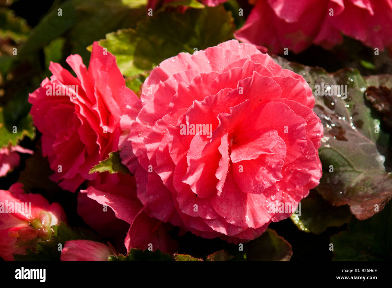 Red begonia flowers blooming Stock Photo