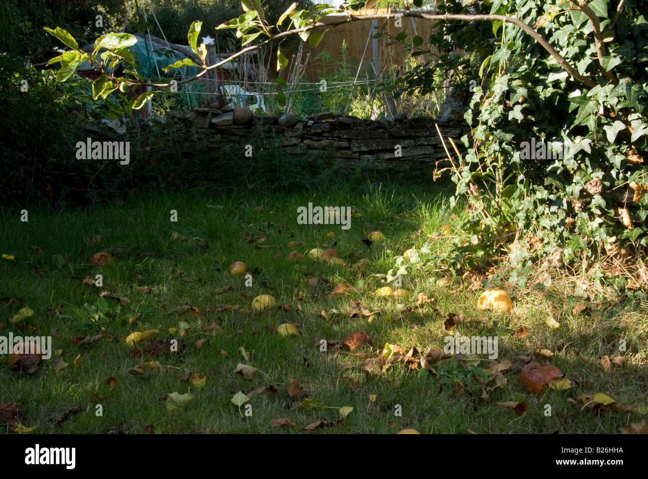 Fallen Fruit Lie Rotting in Grass Around the Base of the Apple Tree